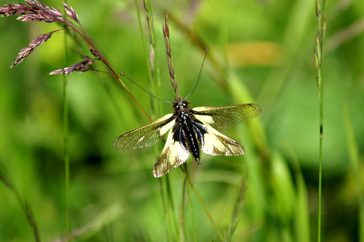 Libelloides coccajus (Planipennia, Ascalaphidae)