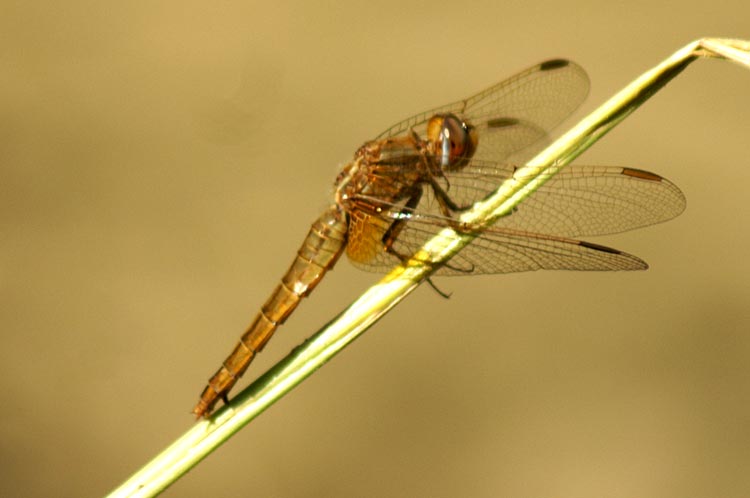 libellula da determinare: Crocothemis erythraea