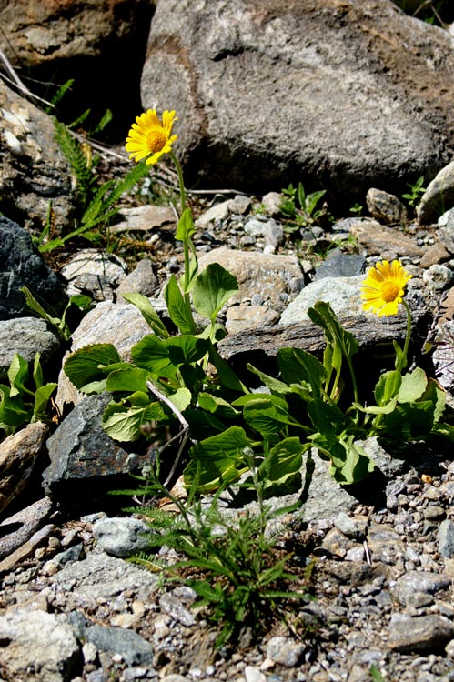 Doronicum clusii