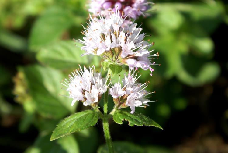 Mentha aquatica / Menta dacqua