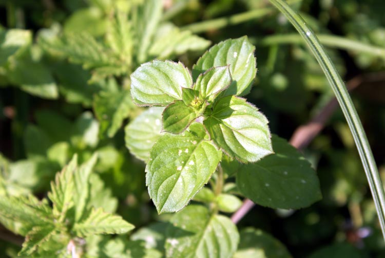 Mentha aquatica / Menta dacqua