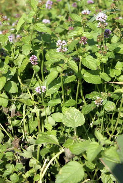 Mentha aquatica / Menta dacqua