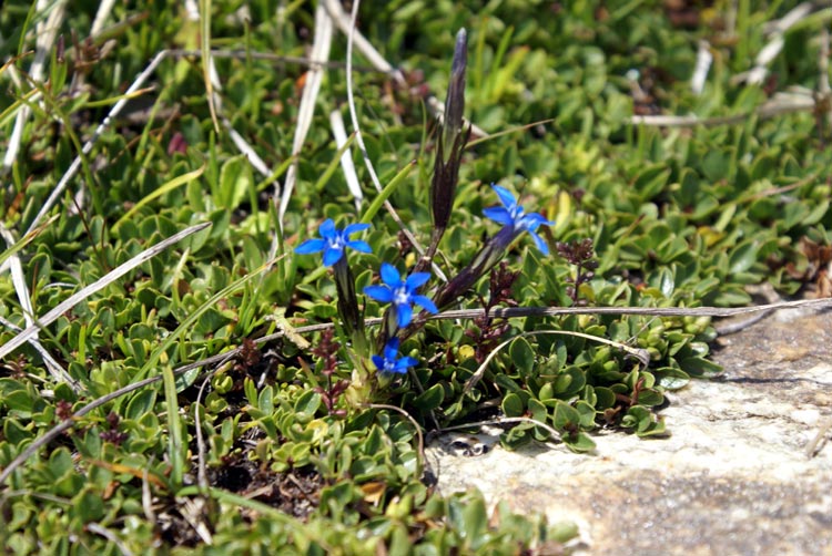 Gentiana nivalis / Genziana nivale