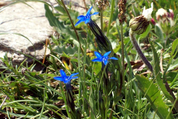 Gentiana nivalis / Genziana nivale