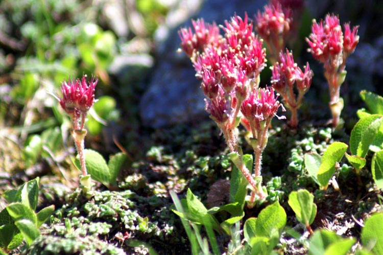 Saxifraga retusa / Sassifraga retusa