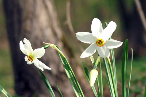 Narcissus poeticus / Narciso selvatico