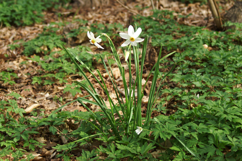 Narcissus poeticus / Narciso selvatico