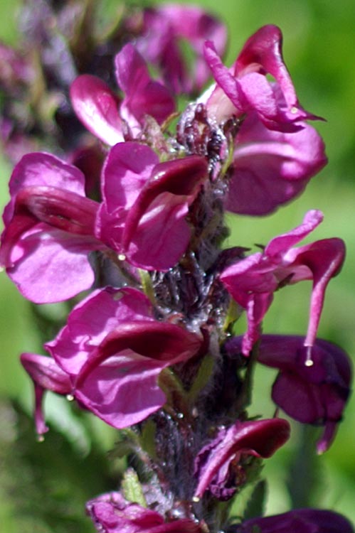 Pedicularis rostratospicata / Pediculare carnicina