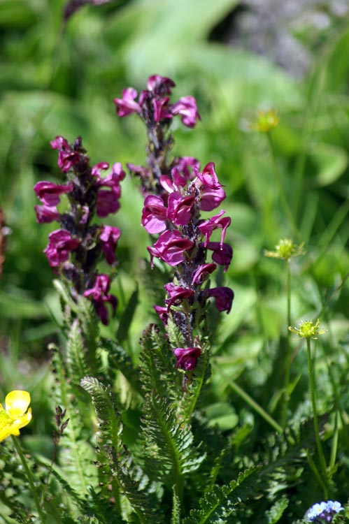 Pedicularis rostratospicata / Pediculare carnicina