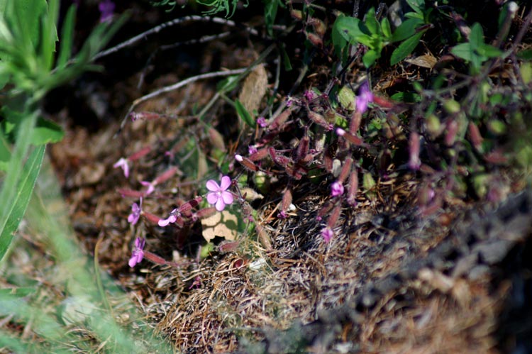 val Clavalit 16 Saponaria ocymoides