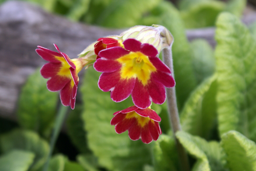 Primula, quale?