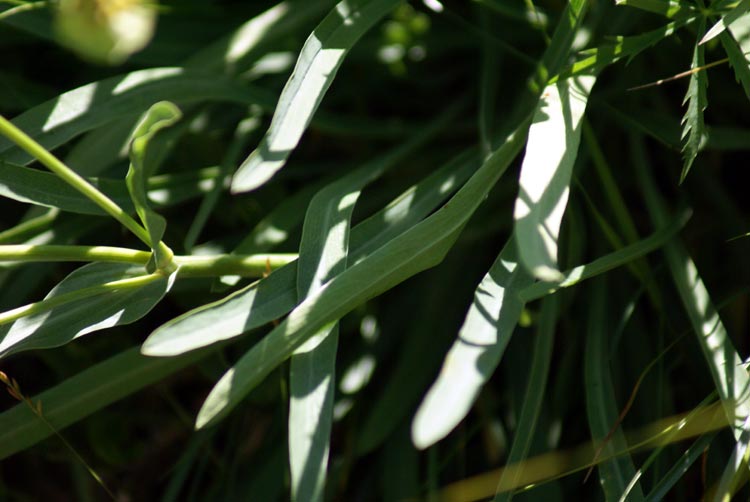 valle Cervo 13 Bupleurum stellatum