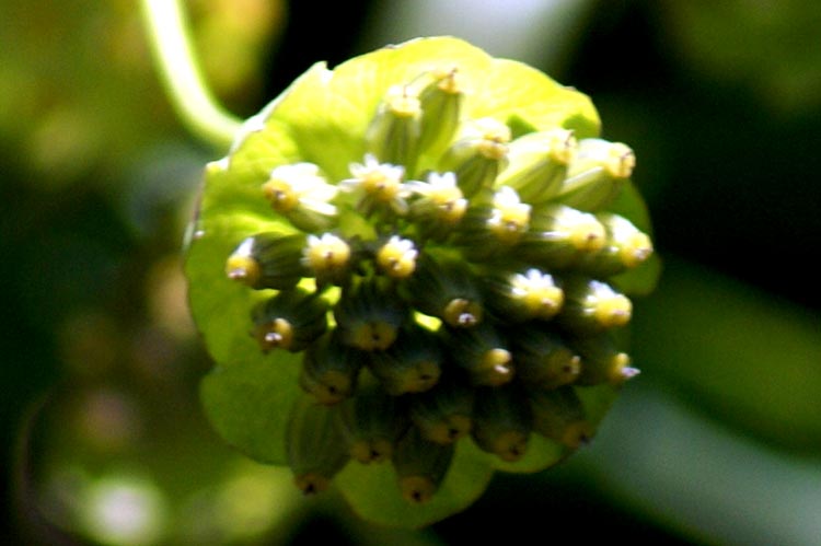 valle Cervo 13 Bupleurum stellatum