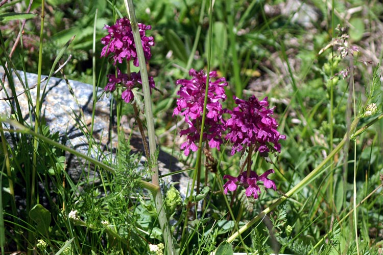 Pedicularis verticillata / Pedicolare a foglie verticillate