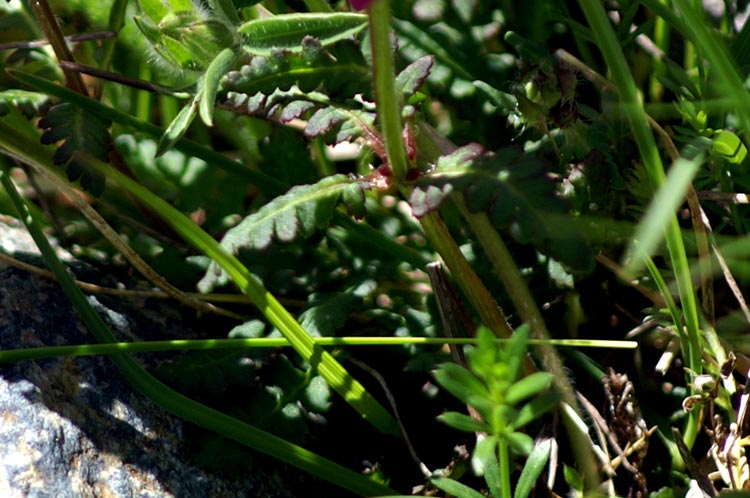 Pedicularis verticillata / Pedicolare a foglie verticillate