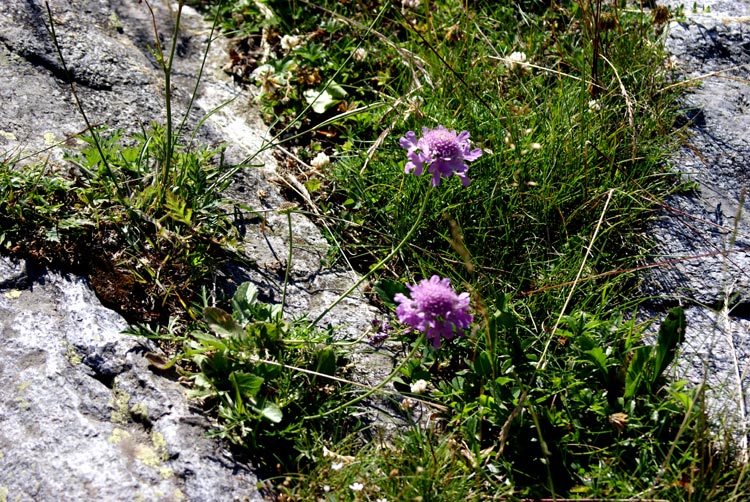 valle Cervo: Scabiosa sp.