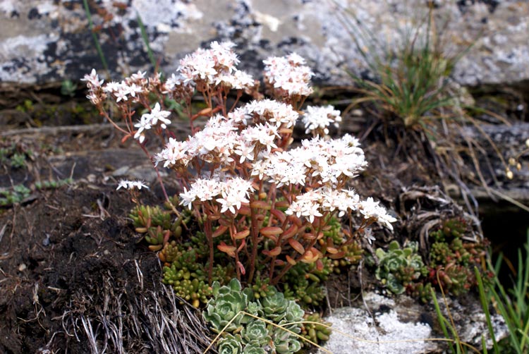 Sedum album / Borracina bianca