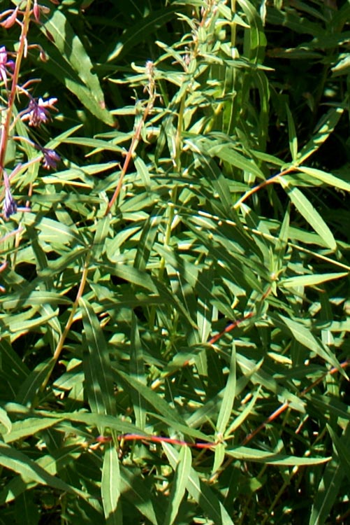 Chamaenerion angustifolium (ex Epilobium angustifolium) / Garofanino maggiore