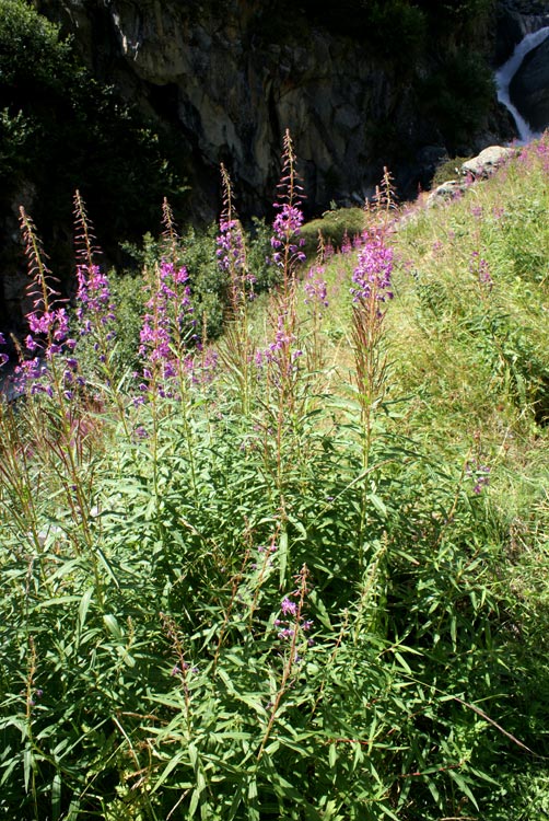 Chamaenerion angustifolium (ex Epilobium angustifolium) / Garofanino maggiore