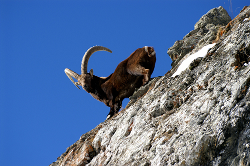 Stambecco in val di Rhemes