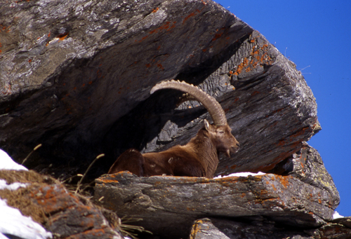 Stambecco in val di Rhemes