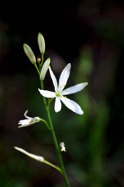 Anthericum liliago / Lilioasfodelo maggiore