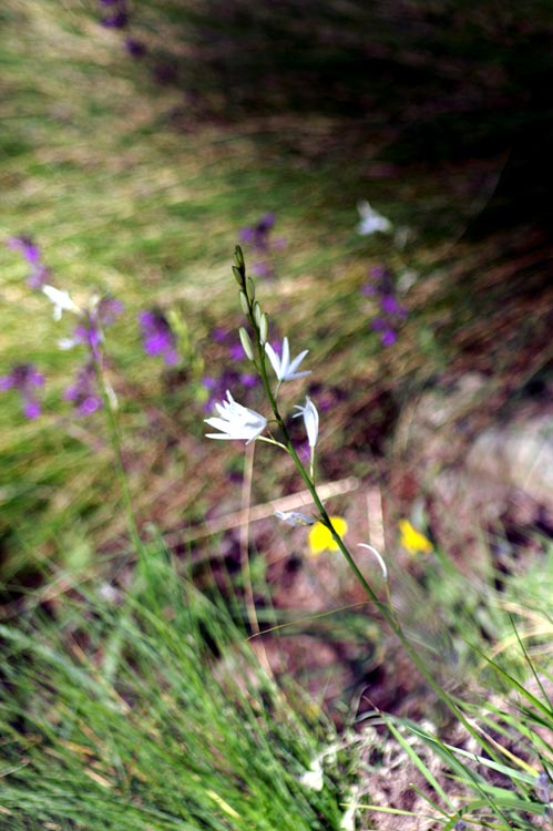 Anthericum liliago / Lilioasfodelo maggiore