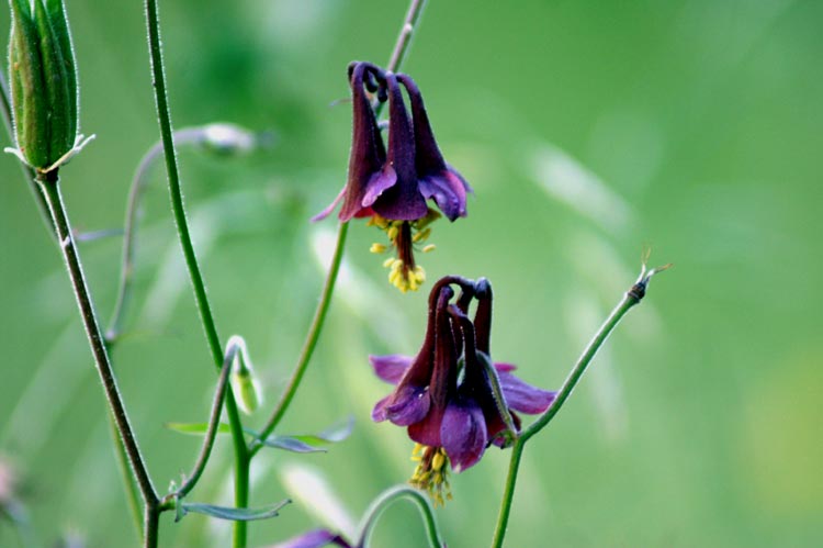 Val Clavalit - Aquilegia atrata