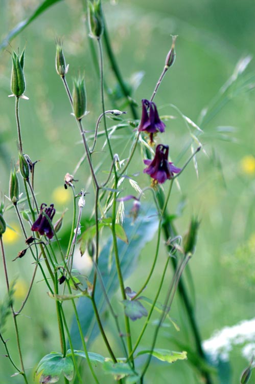 Val Clavalit - Aquilegia atrata