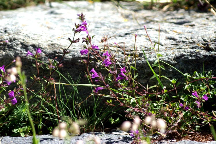 Clinopodium alpinum (=Acinos alpinus) / Acino alpino