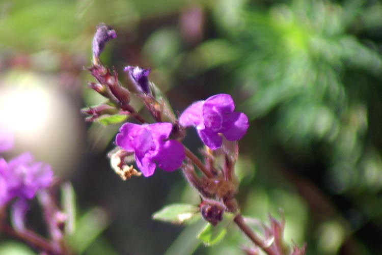 Clinopodium alpinum (=Acinos alpinus) / Acino alpino