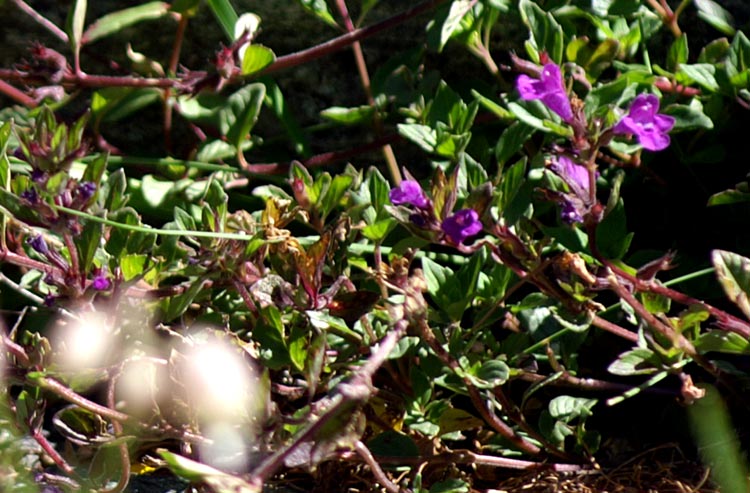 Clinopodium alpinum (=Acinos alpinus) / Acino alpino