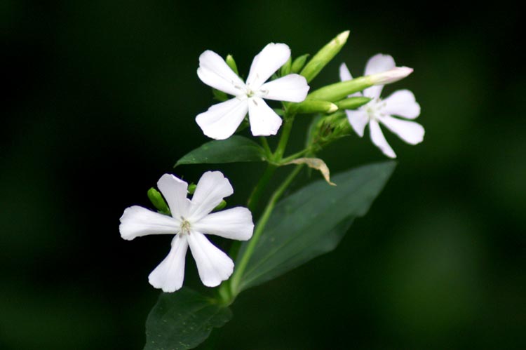 Saponaria officinalis / Saponaria comune