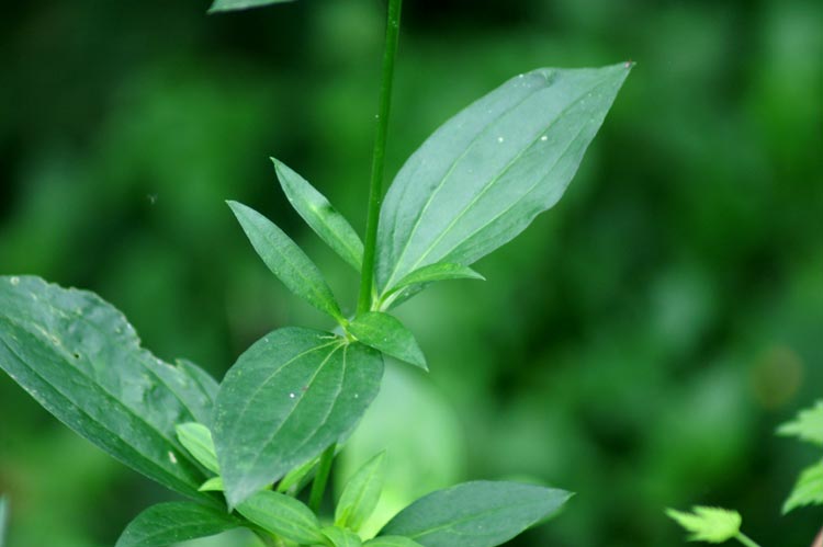 Saponaria officinalis / Saponaria comune