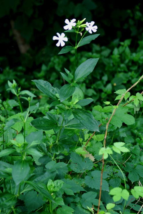 Saponaria officinalis / Saponaria comune