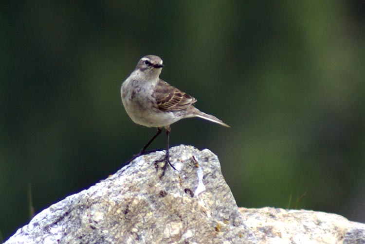 uccello di montagna