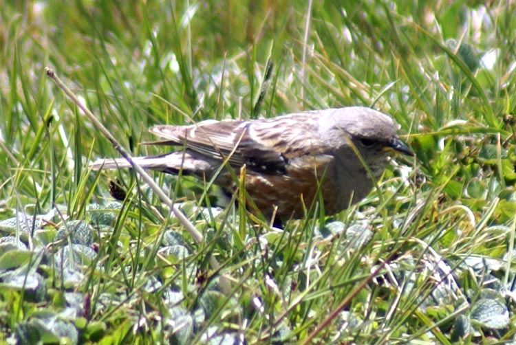 uccello di montagna