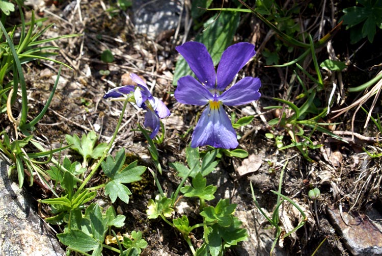 val Tournenche - Viola calcarata