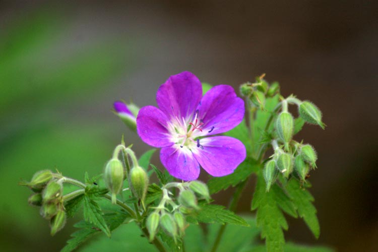 val Clavalit - Geranium sylvaticum