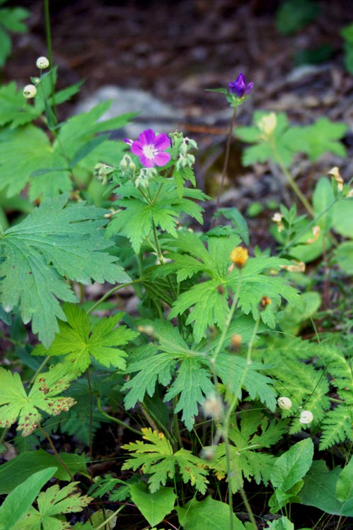 val Clavalit - Geranium sylvaticum