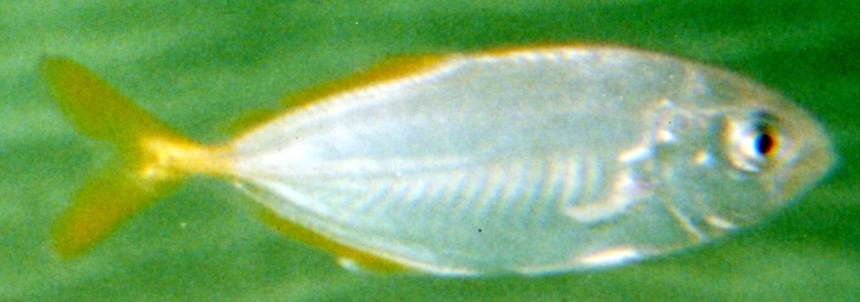 Giovanile di Pseudocaranx dentex