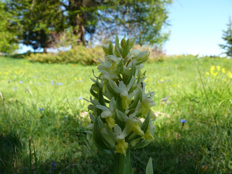 Dactylorhiza romana