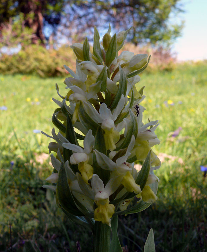 Dactylorhiza romana