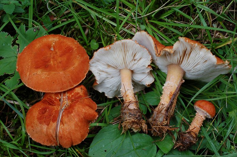 Cystoderma granulosum.