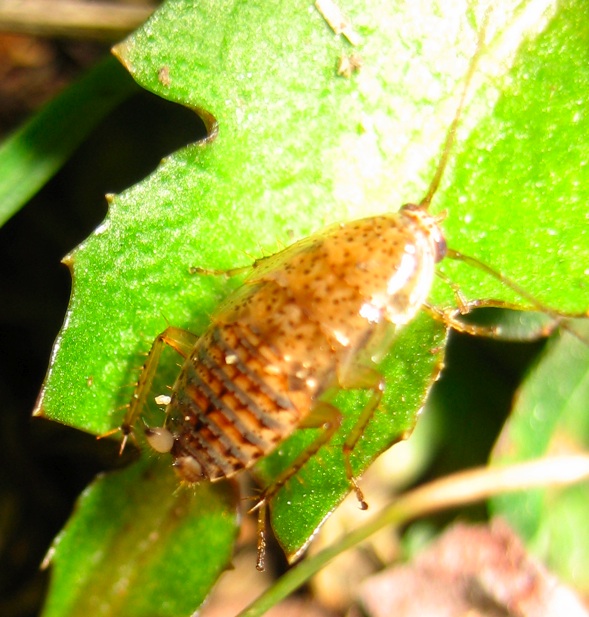 Ectobius pallidus (Olivier, 1789)