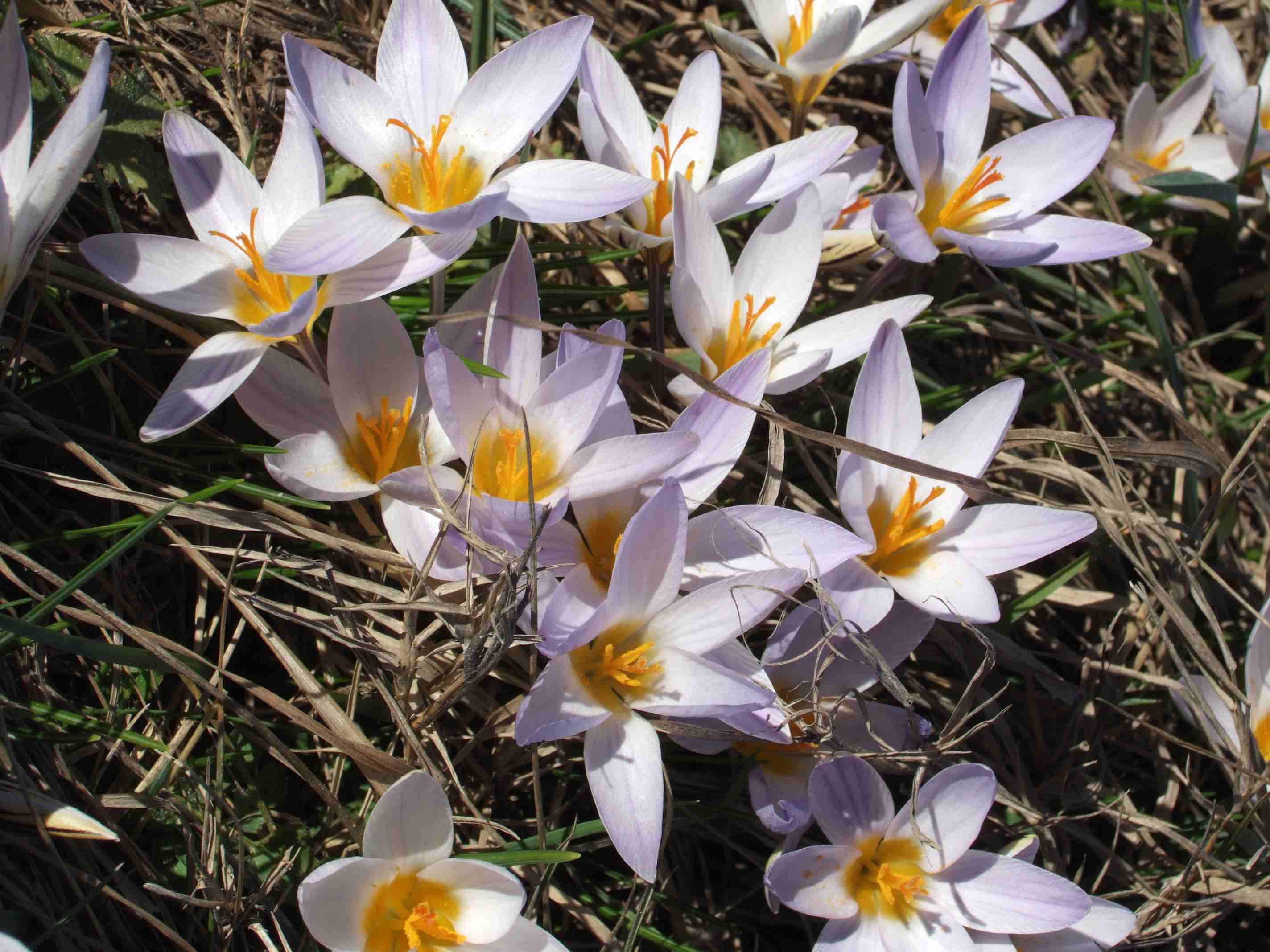 Crocus biflorus