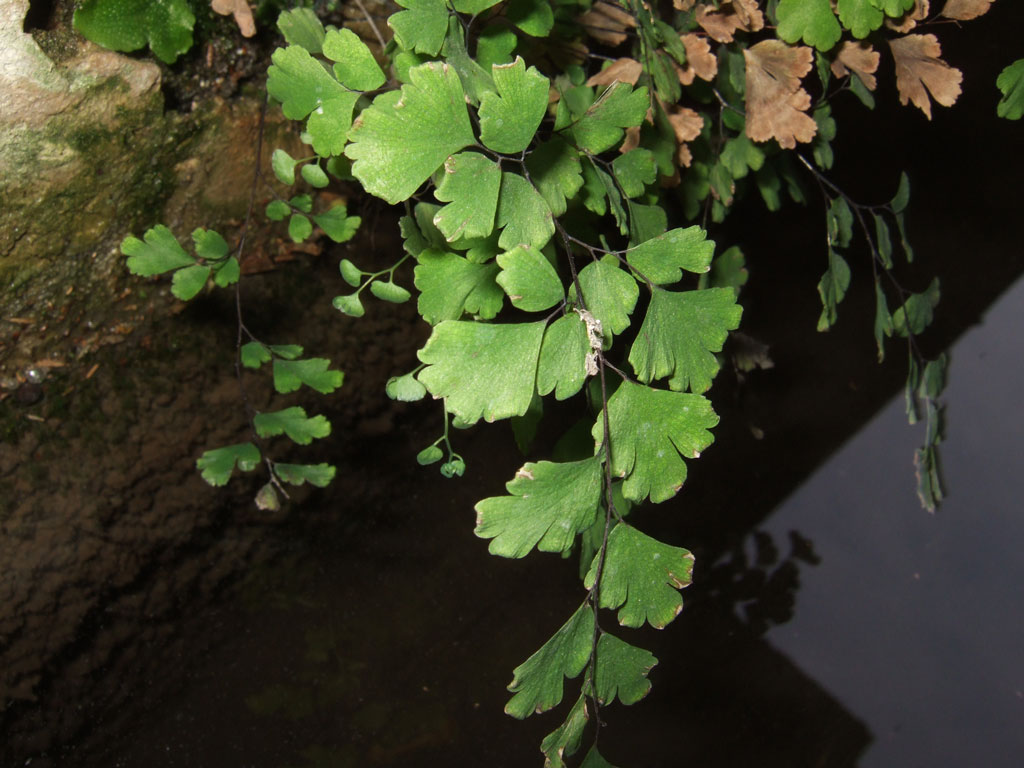 Adiantum capillus-veneris / Capelvenere