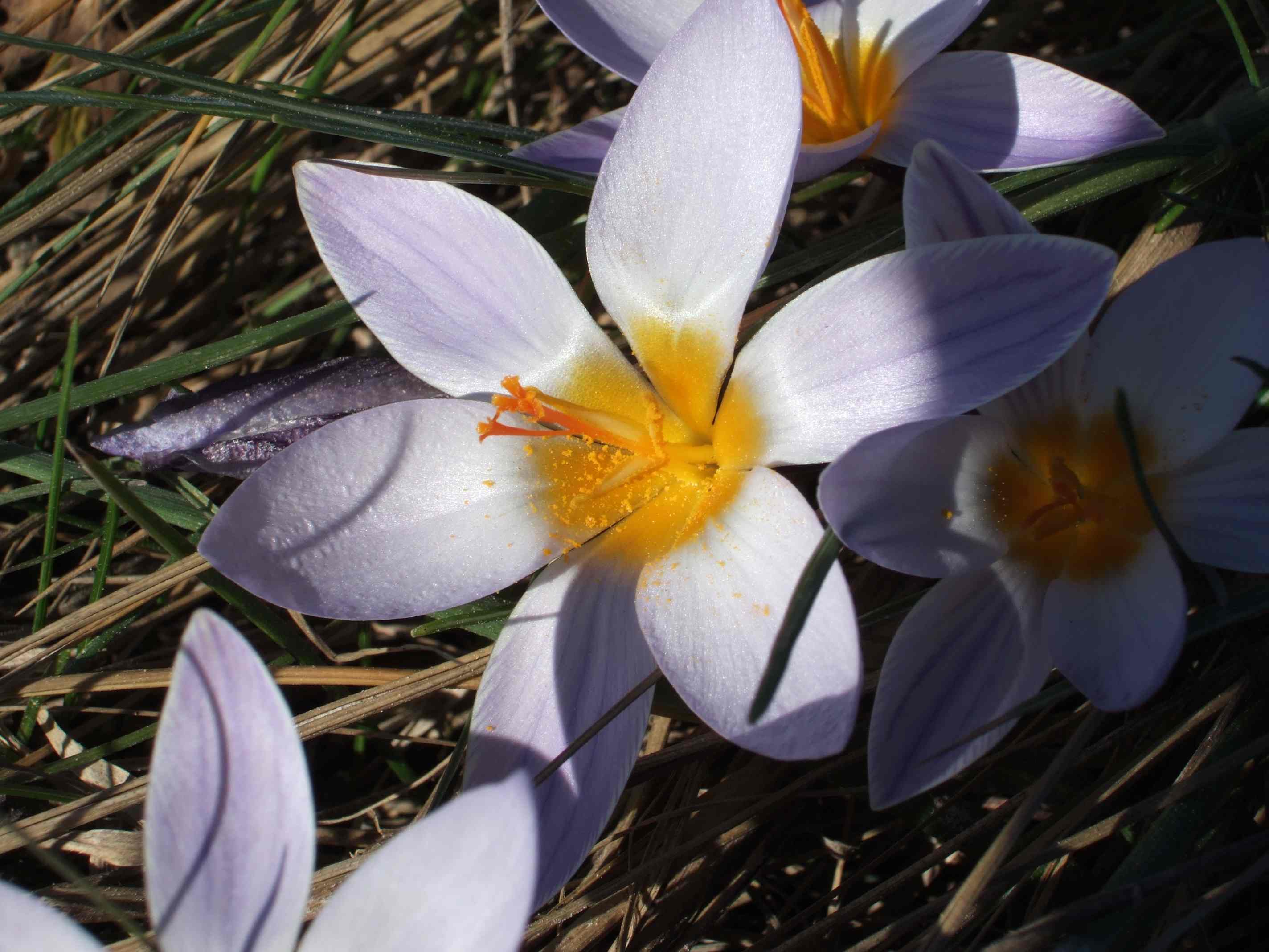 Crocus biflorus