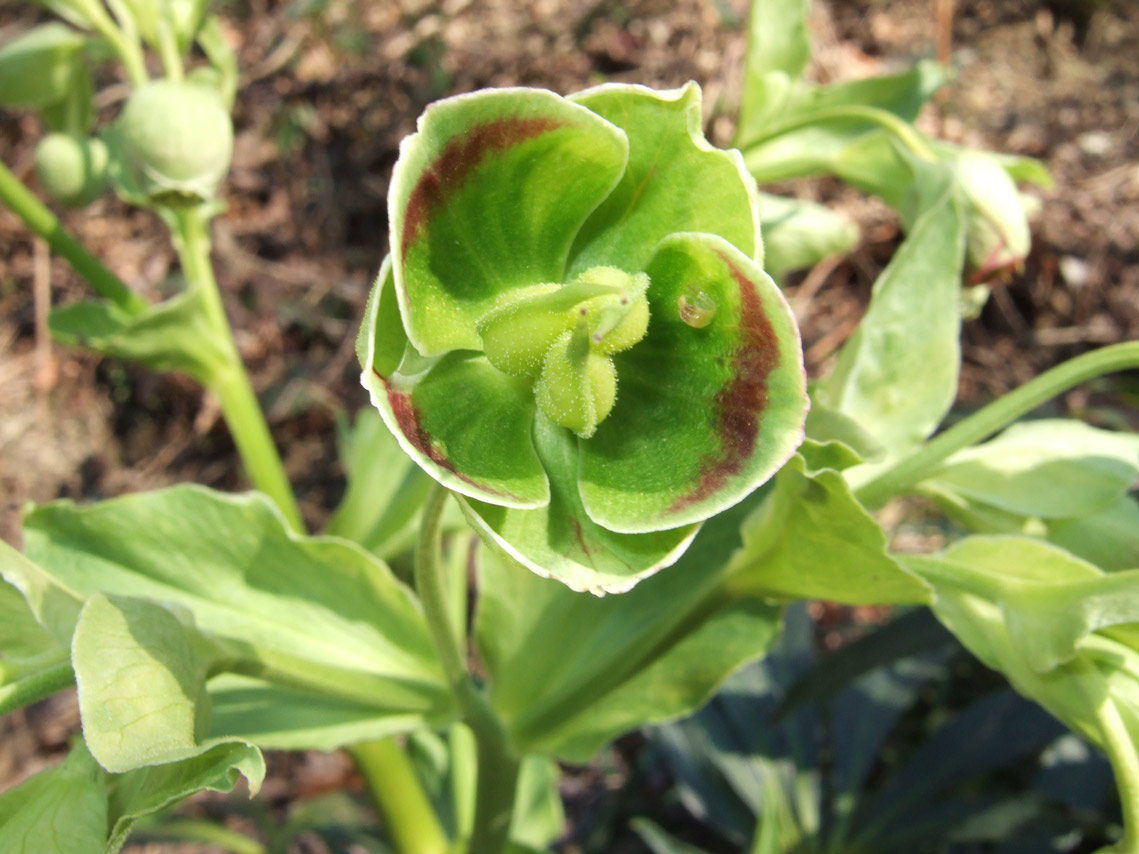 Helleborus foetidus / Elleboro puzzolente