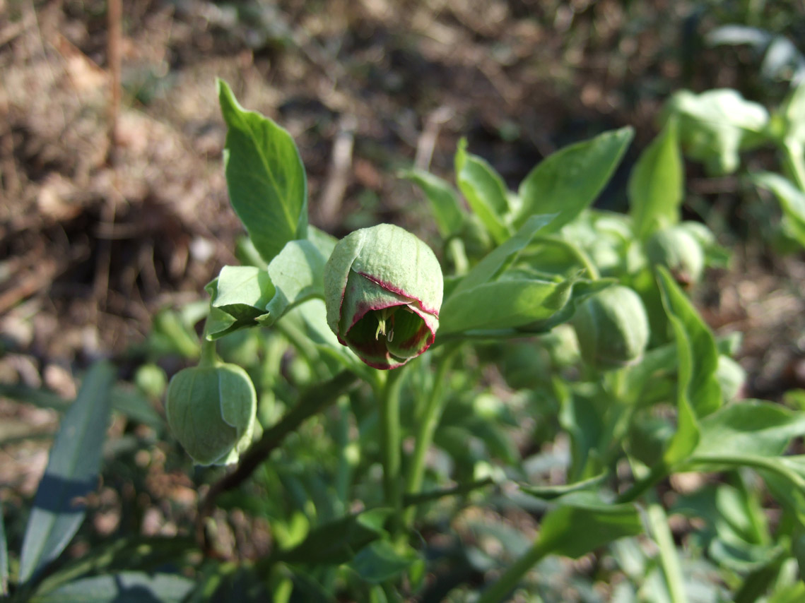 Helleborus foetidus / Elleboro puzzolente